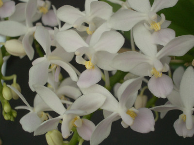 Phalaenopsis equestris 'alba' (1 Rispe)