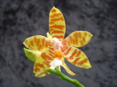 Phalaenopsis fasciata