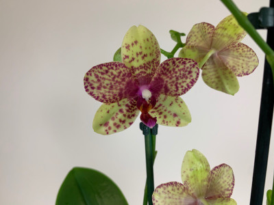 Phalaenopsis Grosseto (3 Rispen)