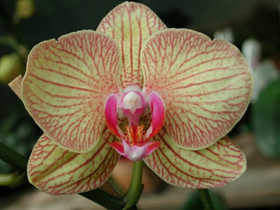 Phalaenopsis Hybride (Jungpfl.)