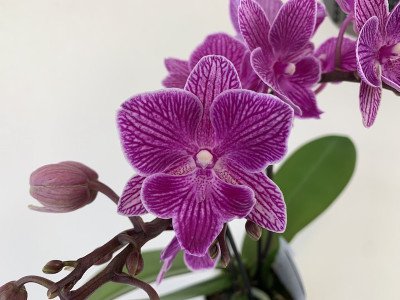 Phalaenopsis Inspector Clouseaud (2 Rispen)