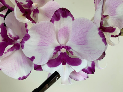 Phalaenopsis King Car Dalmatian (2 Rispen)