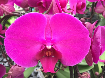 Phalaenopsis Lehnhardt (2 Rispen)