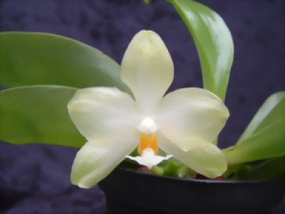 Phalaenopsis micholitzii