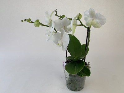 Phalaenopsis My Monroe 'Blondy' (2 Rispen)