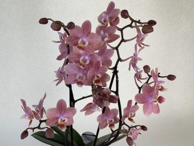 Phalaenopsis Odorion (2 Rispen)