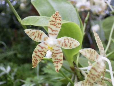 Phalaenopsis pallens (in Blüte/Knospe)
