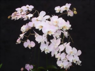 Phalaenopsis sanderiana