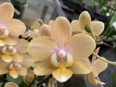 Phalaenopsis Scentsation (2-3 Rispen)