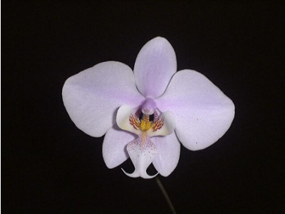 Phalaenopsis schilleriana 'Silver leaf'