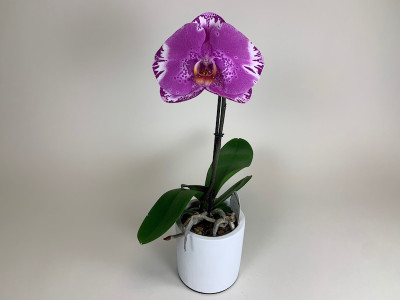 Phalaenopsis Big Singolo 'Victorio' (1 Blüte, inkl. Übertopf)