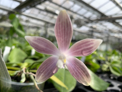 Phalaenopsis speciosa 'Blue Grey'