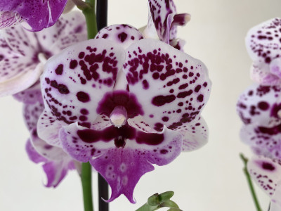 Phalaenopsis Speechless Elegance (2-3 Rispen)