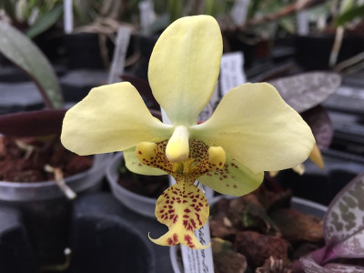 Phalaenopsis stuartiana 'nobilis'