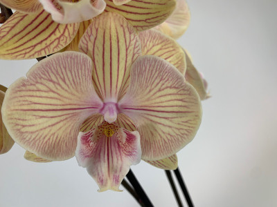 Phalaenopsis Torino 'Big Lip' (2 Rispen)