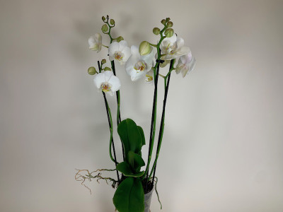 Phalaenopsis Tropic Snowball (3-4 Rispen)