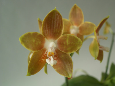 Phalaenopsis venosa