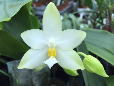 Phalaenopsis violacea 'alba' (Jgpfl.)