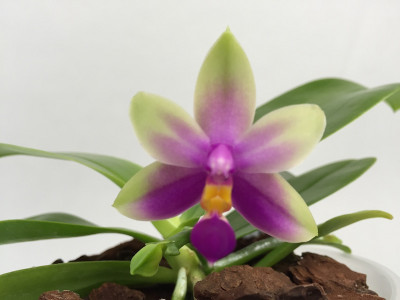 Phalaenopsis violacea 'Sumatra' x 'Borneo'