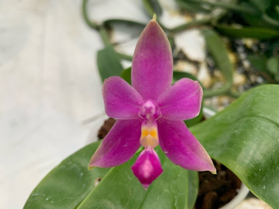 Phalaenopsis violacea x violacea 'Indigo Blue'