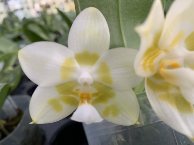 Phalaenopsis Yaphon Galacea