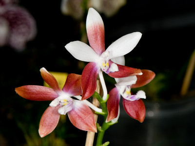 Phalaenopsis tetraspis C1