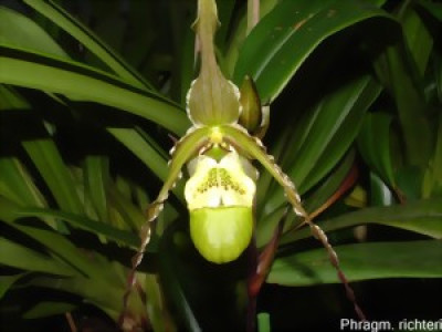 Phragmipedium richteri