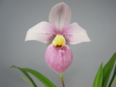 Phragmipedium schlimii