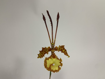 Psychopsis kramerianum (blühstark, nicht in Knospe/Blüte))