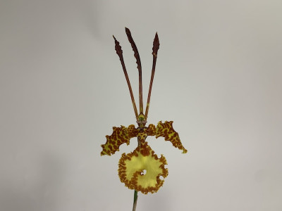 Psychopsis kramerianum