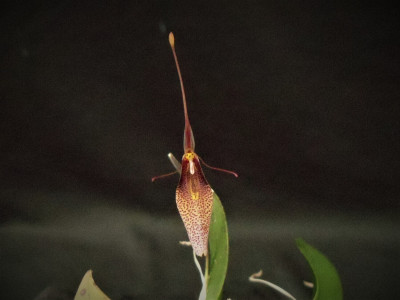 Restrepia dodsonii