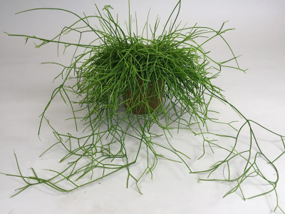 Rhipsalis Cassutha