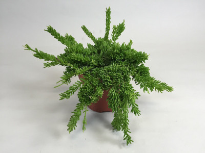 Rhipsalis mesembryanthemoides