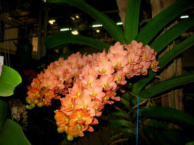 Rhynchostylis gigantea 'Orange'