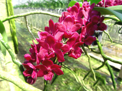 Rhynchostylis gigantea 'Red' (1-2 Rispenansätze)