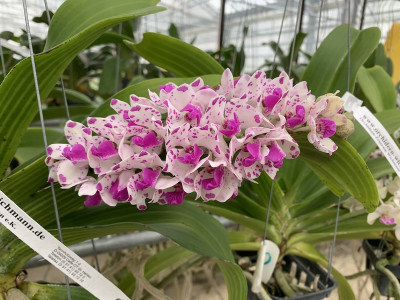 Rhynchostylis gigantea 'spots' (in Knospe / Blüte)