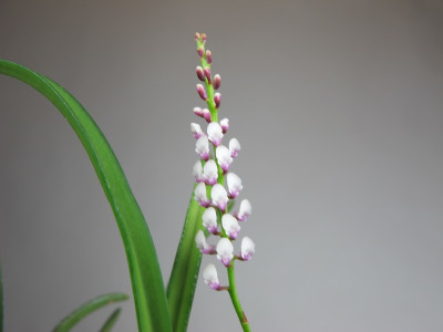 Schoenorchis gemmata