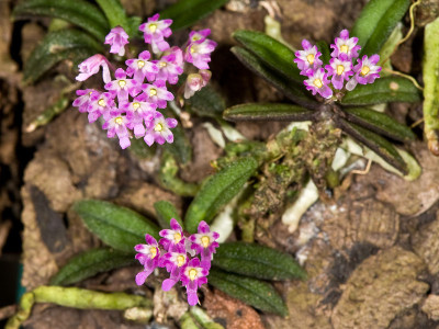 Schoenorchis tixierii