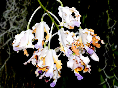 Myrmecophilia thomsoniana