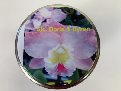 Slc. Doris & Byron 'Christmas Rose' (im sterilen Glas)