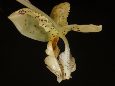 Stanhopea deltoidea