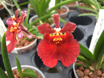 Tolumnia Jairak Flyer 'Red Butterfly'