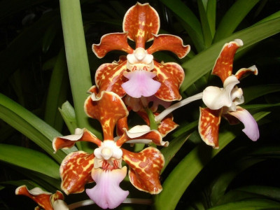 Vanda limbata