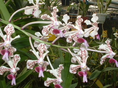 Vanda tricolor 'suavis'