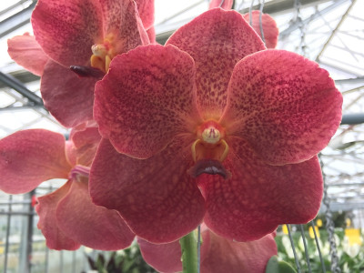 Vanda Big Foot