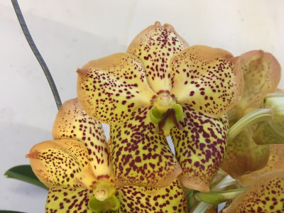 Vanda China Moon