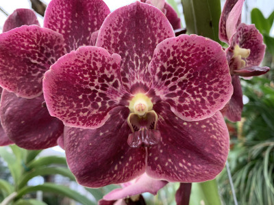 Vanda Chocolate Drop (in Blüte/Knospe)