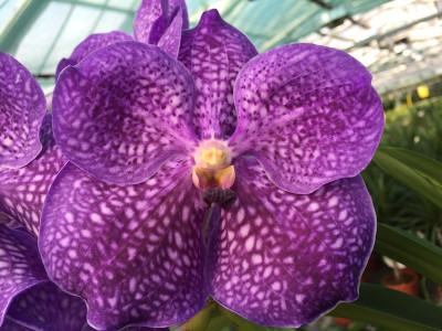 Vanda Dark Knight (in Blüte/Knospe)