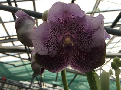 Vanda Dark Two Tone | Orchideen-Wichmann.de - Highest horticultural quality  and experience since 1897