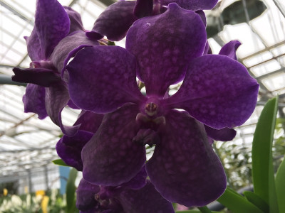 Vanda Deep Purple (in Blüte/Knospe)